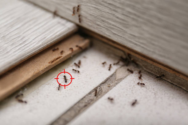 Best Pest Removal Services  in St Clair, MI