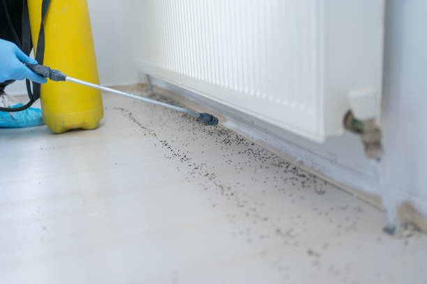 Best Rat Extermination Near Me  in St Clair, MI